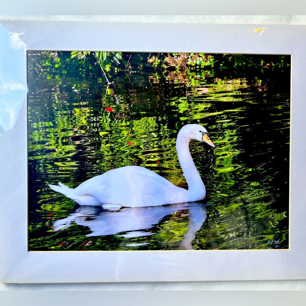 Swan Photograph/William R. Westerhoff
“Swan in Paradise”